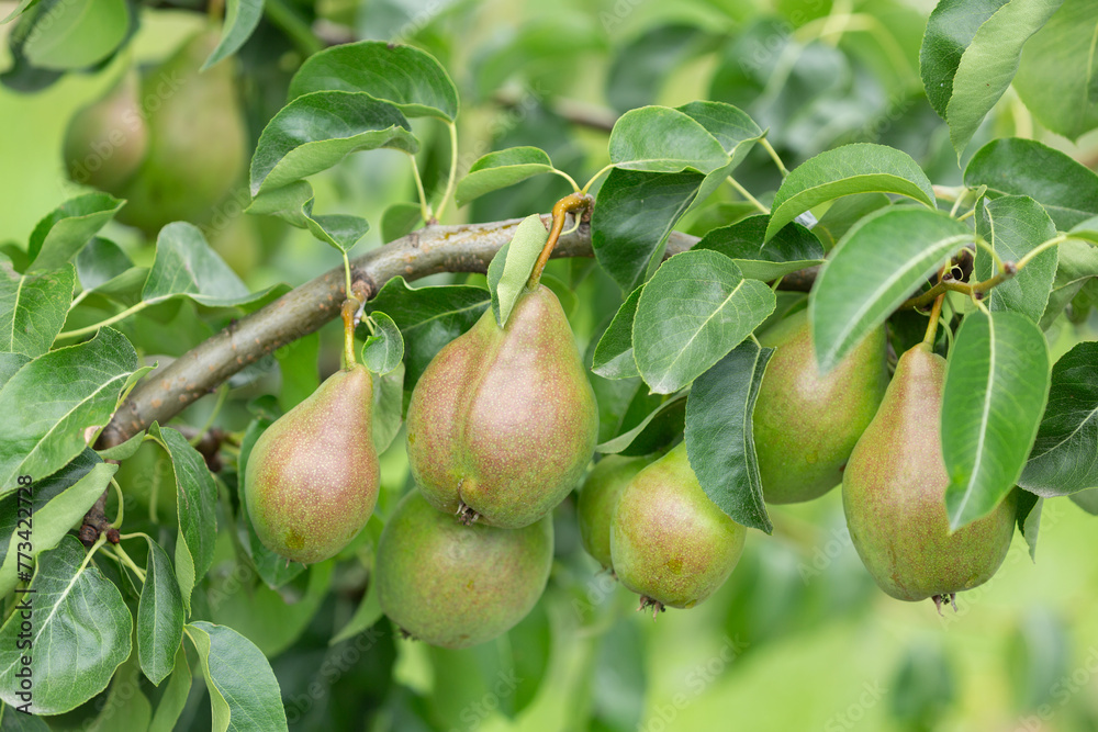 Ripening pears on a tree in orchard garden Ripening pears on a tree in orchard garden