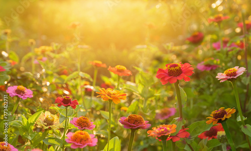 Blooming zinnia flowers in a garden. Sunset or sunrise time. Summer flowers © Nitr