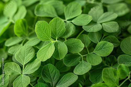 A close up of green leaves with a leafy green stem