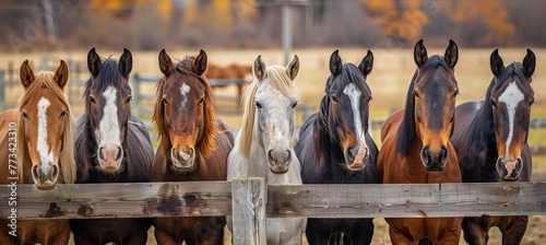 A group of horses in various colors and sizes, all standing close together behind the wooden fence at an horse farm on sunny day. AI generated illustration photo