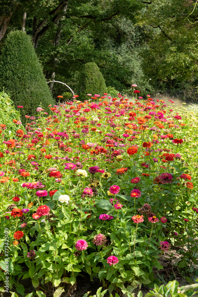 a border full of multi-coloured Aster flowers in spring bloom