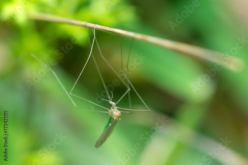 Selective focus on a green Limoniid crane fly  photo