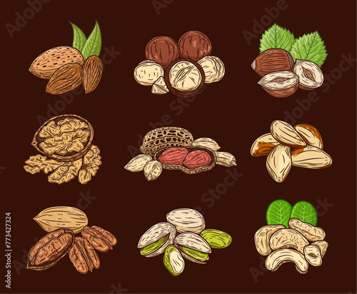 Vector various nuts colorful illustrations on a dark background. Nut kernels and shells
