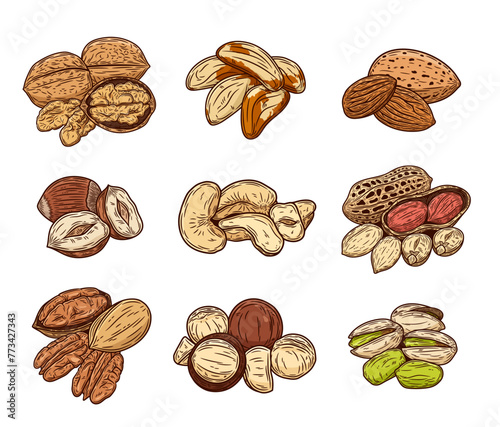 Vector various nuts colorful illustrations, nut kernels and shells