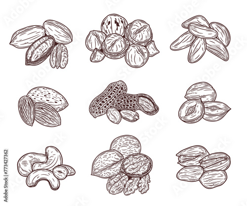 Vector various nuts hand-drawn illustrations, nut kernels and shells