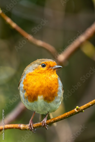 Photography Robin Red Breast (Erithacus rubecula) - Europe, western Asia & North Africa