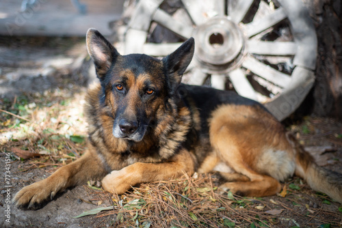 a german shepperd dog with a wooden wheel on the background
