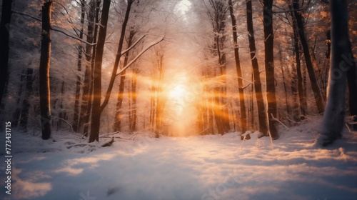 beautiful winter landscape, snow covered forest at sunset, sunlight and beautiful nature © soleg