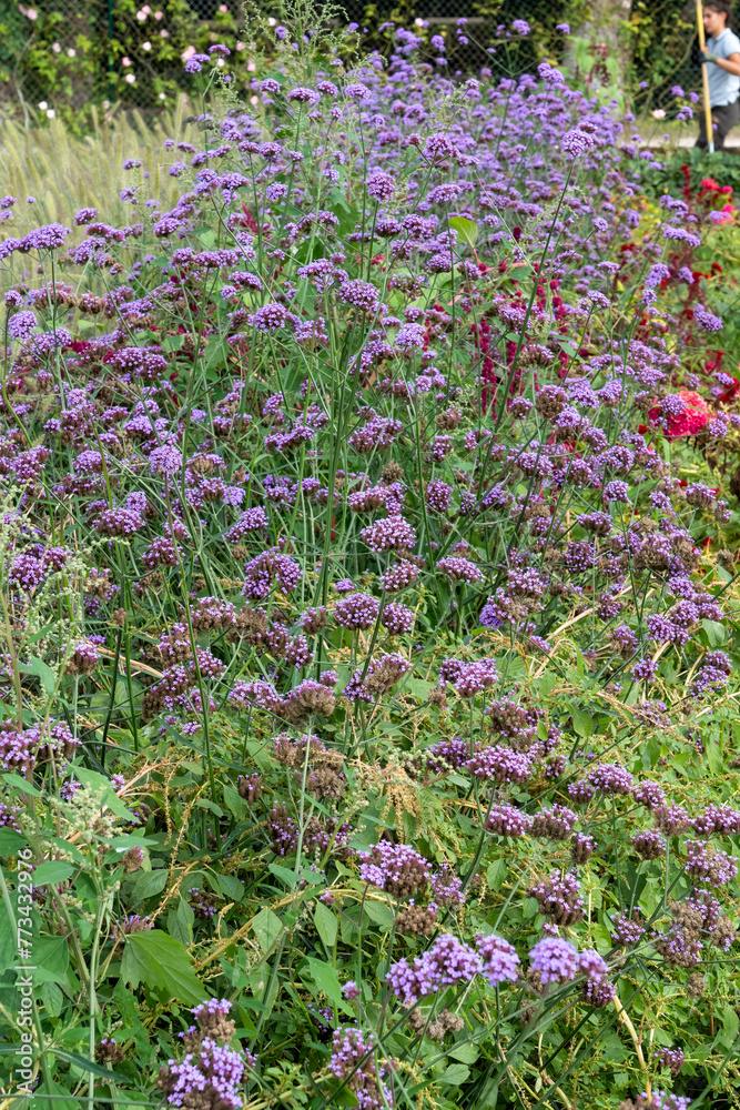 Obraz premium close-up of flowering vervain blue, Verbena hastata