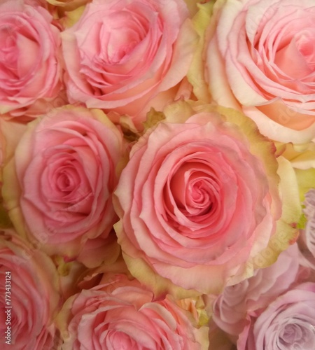 Fototapeta Naklejka Na Ścianę i Meble -  pink roses background