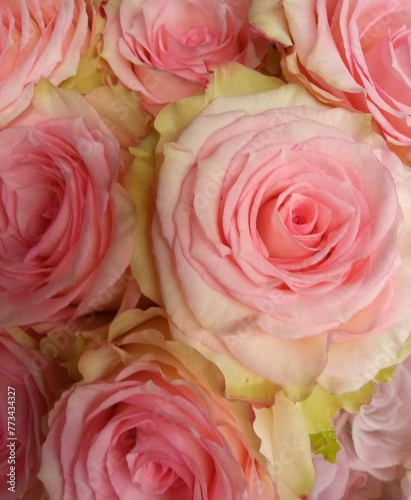 pink roses background