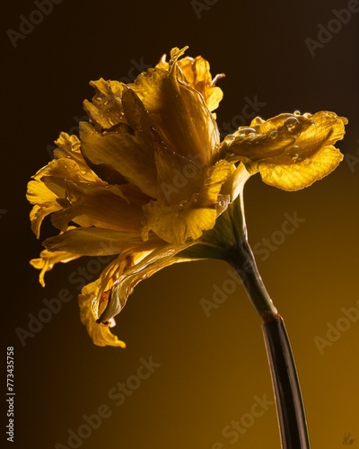 yellow flower on black background