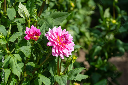 close-up of a beautiful garden dahlia in full bloom