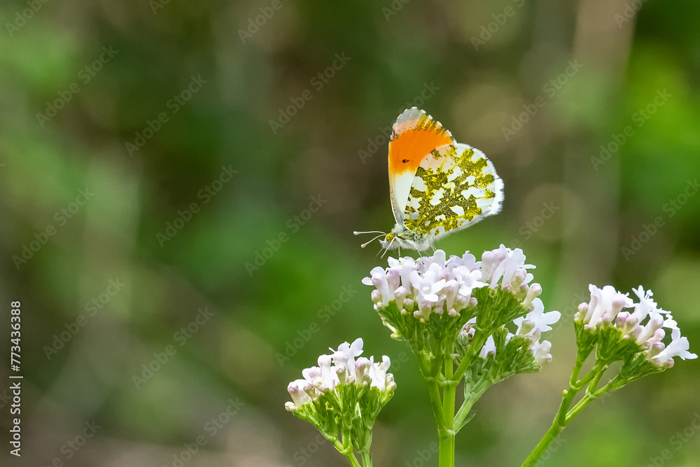 Turuncu Süslü » Anthocharis cardamines » Orange-tip Turuncu Süslü » Anthocharis cardamines » Orange-tip