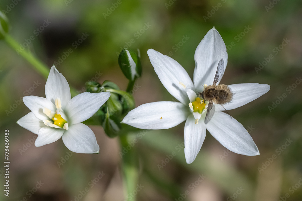 Obraz premium white spring flowers