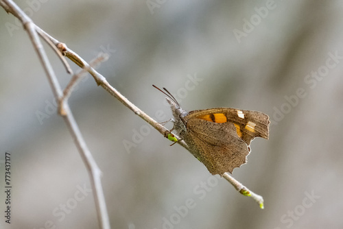 Libytheidae / Çitlembik Kelebeği / European Beak / Libythea celtis photo