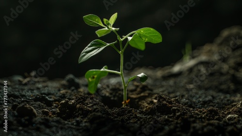 A young plant emerges from the soil, showcasing the beginning of its growth journey