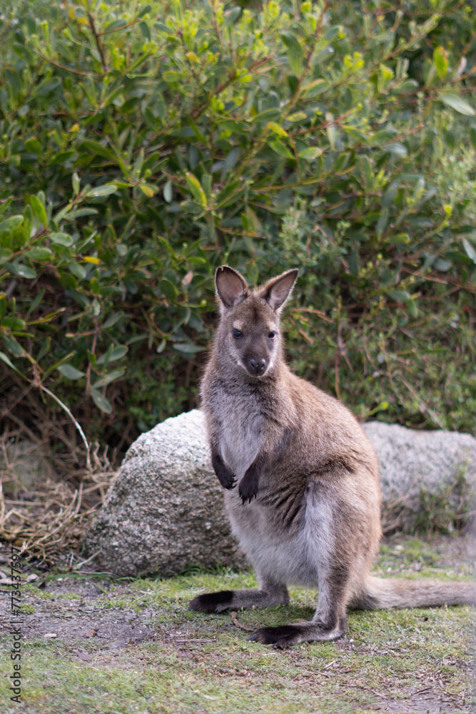 wildes Wallaby