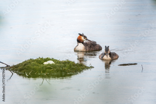 Two waterfowl birds Great Crested Grebes swim in the lake near its nest with eggs, nesting time on the green lake