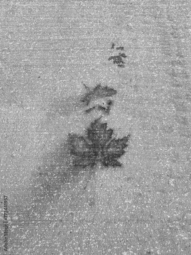 Natural imprint of a maple dead leaf on the curb. Stamp of a leaf on concrete. Reminder of nature in a world of matter.