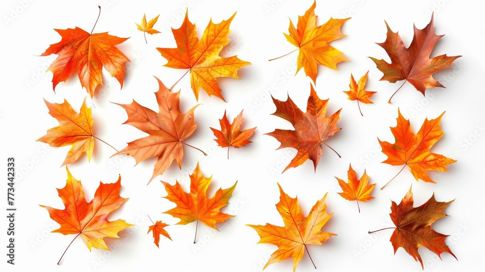 Scattered Autumn Dry Orange Maple Leaves Isolated on White Background Scattered Autumn Dry Orange Maple Leaves Isolated on White Background