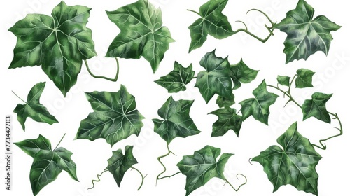 Set of lush green Javanese treebine or grape ivy leaves isolated on white, digital illustration photo