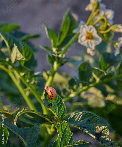 Colorado potato beetle, Leptinotarsa Decemlineata Larva on Solanum Tuberosum