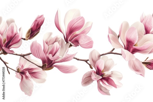 Pink Magnolia Flowers Border. Row of Spring Blossoms on Magnolia Tree Branch