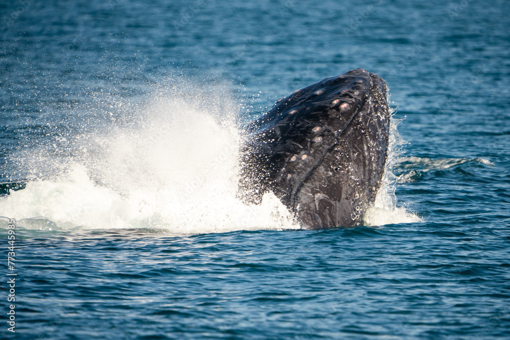 Fototapeta premium Humpback Breaching