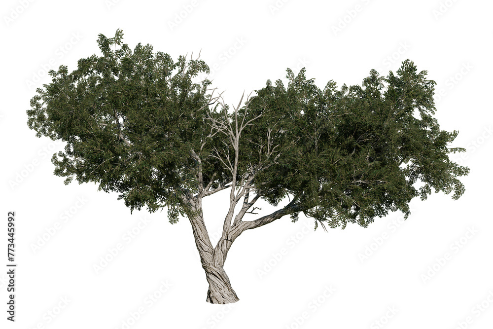 Juniperus osteosperma or Juniper, a shrub or small tree native to the southwestern United States. Isolated for composition.	