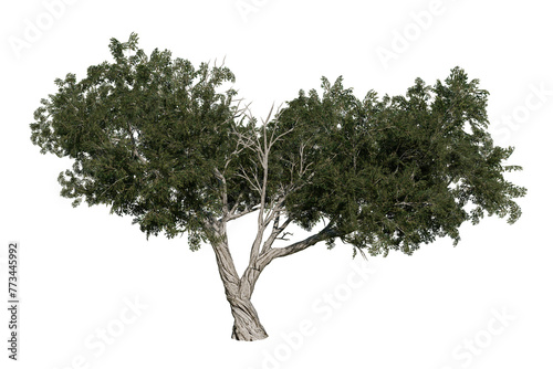 Juniperus osteosperma or Juniper, a shrub or small tree native to the southwestern United States. Isolated for composition.	 photo