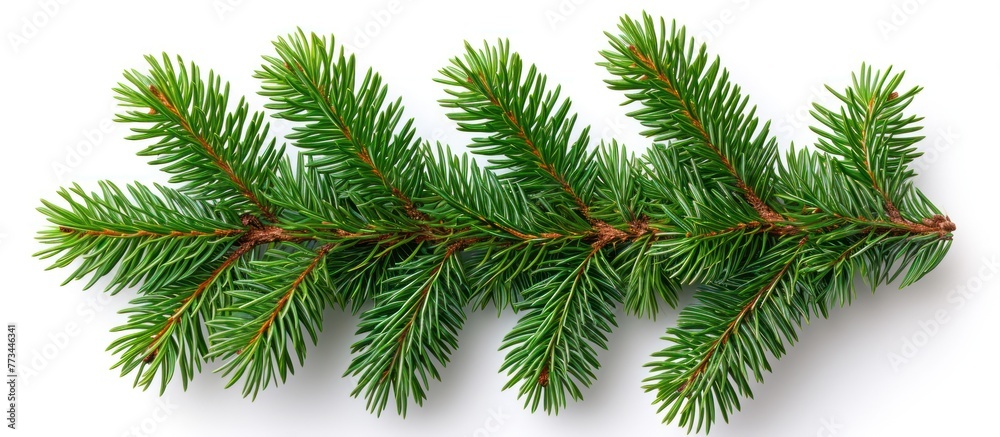Christmas Fir branch isolated white background, copy space