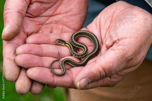 Garter Snake in Hands