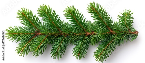 Christmas Fir branch isolated white background, copy space