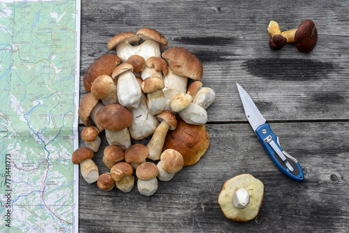 A bunch of porcini mushrooms on a wooden table, top view. Picked mushrooms (Boletus edulis), knife and topographic map.