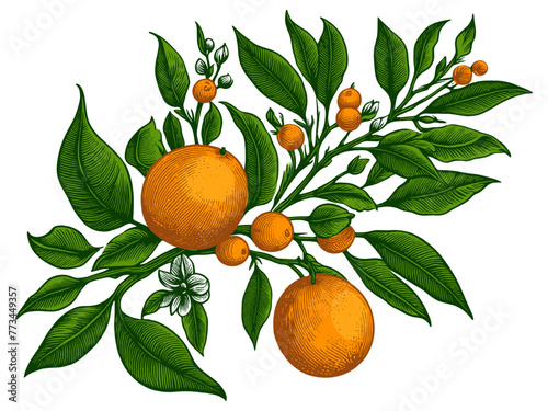 Orange tree citrus branch, featuring ripe fruits, blossoms, and leaves, in an engraved style sketch engraving generative ai vector illustration. Scratch board imitation. Color image.
