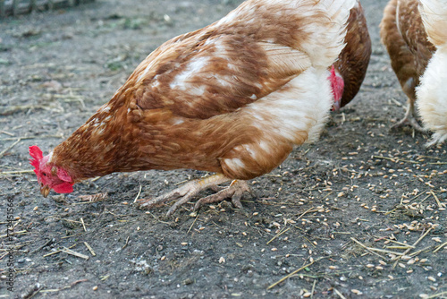 brown chickens peck grains