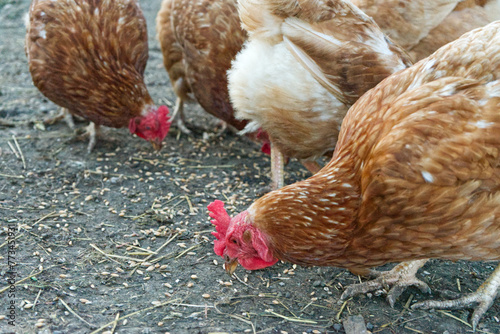 brown chickens peck grains