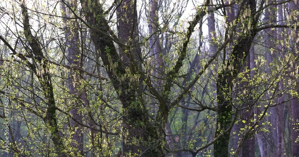 Spring forest scenery with sun in the background