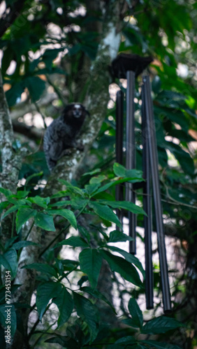 Macaco Sagui Banana Mata Atlântica Floresta Primata Pequeno Fauna Selvagem Alimentação Fruta Natureza Brasil Biodiversidade Arbóreo Árvore Folhagem Cipó Tropical Comportamento Animal Verde photo