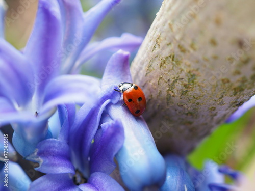Biedronka na fioletowym kwiatku © EwaAF