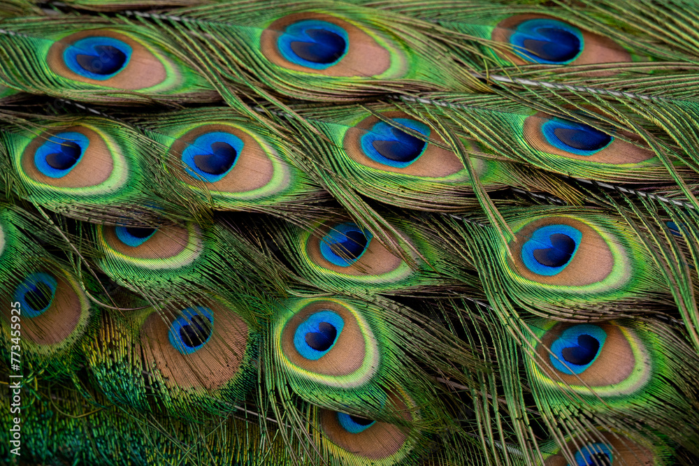 Fototapeta premium Peacock blue and green feather tail close up