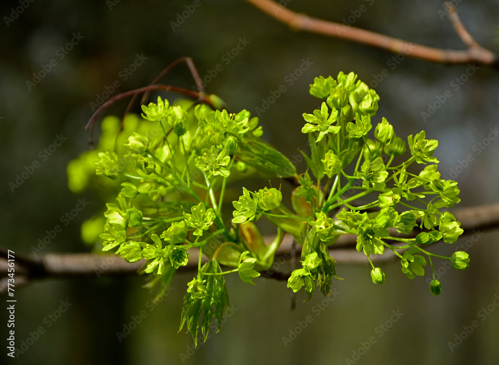 zielnoe kwiaty klonu pospolitego, Klon zwyczajny, klon pospolity, Acer platanoides, Close-up of a maple flower in bright sunlight., Maple flowers, blurred background, żeńskie kwiaty klonu