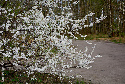 kwitnąca śliwa domowa mirabelka (Prunus domestica subsp. syriaca), Beautiful white flowers of a Mirabelle tree, Flowering fruit tree in spring. White small flowers of Mirabelle plum, cherry plum	 photo