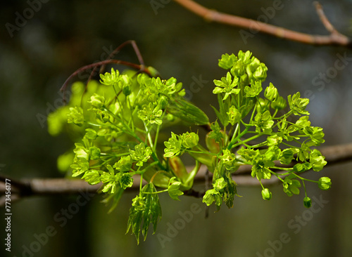 Obraz na płótnie zielnoe kwiaty klonu pospolitego, Klon zwyczajny, klon pospolity, Acer platanoides, Close-up of a maple flower in bright sunlight., Maple flowers, blurred background, żeńskie kwiaty klonu w salonie