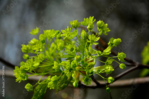 Obraz na płótnie zielone kwiaty klonu pospolitego, Klon zwyczajny, klon pospolity, Acer platanoides, Close-up of a maple flower in bright sunlight., Maple flowers, blurred background, żeńskie kwiaty klonu w salonie