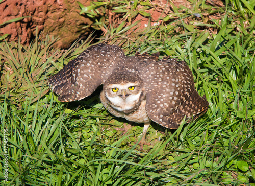 The burrowing owl (athene cunicularia) in a protective threatening pose on the grass in front of its burrow with blurred background. Trinidad, Itapua, Paraguay
