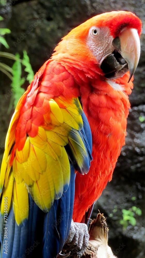 Fototapeta premium parrot macaw zoo bird tropical colorful red blue yellow