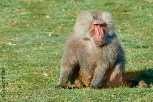 Primate animal Baboon full body sitting on the grass looking sideways. The scientific name is Papio hamadryas but it is also known as sacred baboon, papio, hamadryas baboon and Egyptian sacred baboon. photo