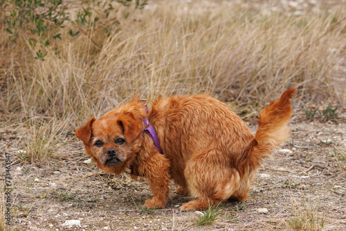 La perrita Nami cagando en la naturaleza mientras mira a cámara y se pone en tensión, España